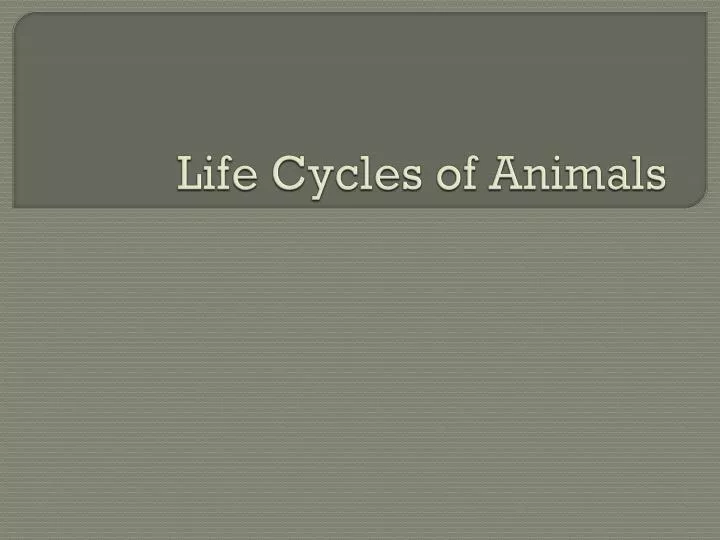 life cycles of animals