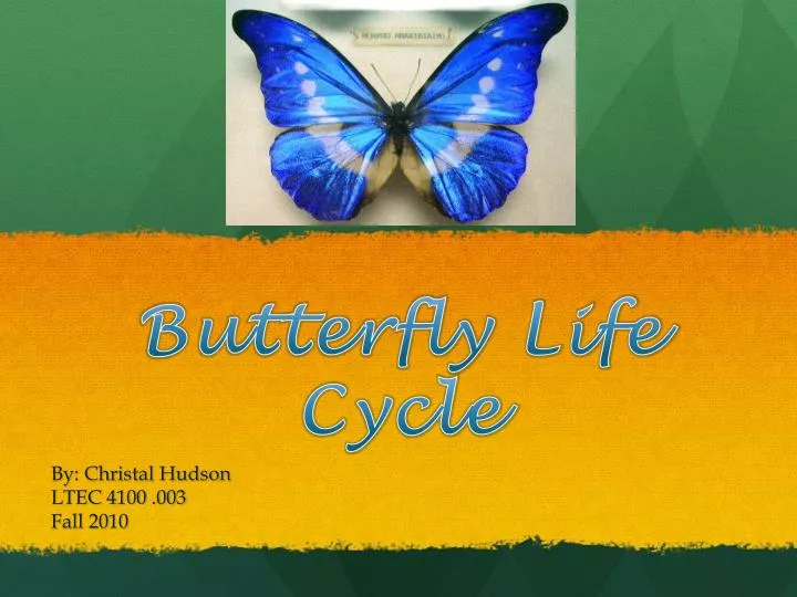 butterfly life cycle