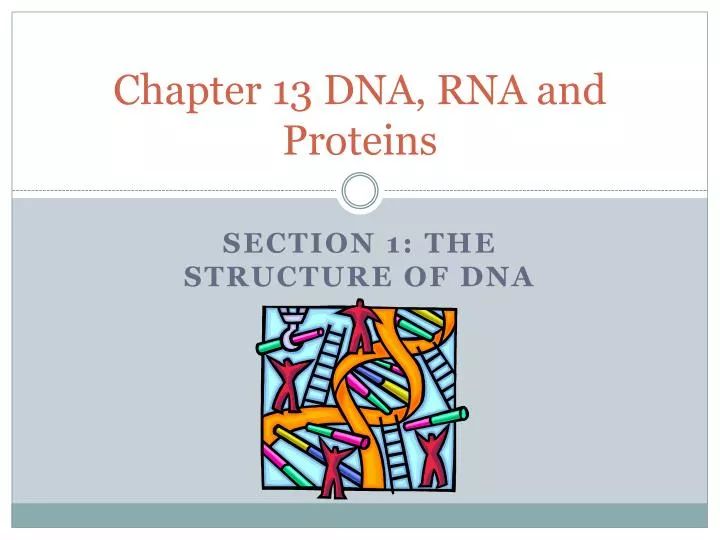 chapter 13 dna rna and proteins
