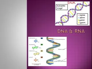 DNA &amp; RNA