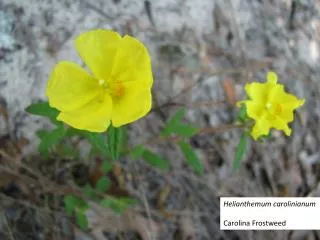 Helianthemum carolinianum Carolina Frostweed