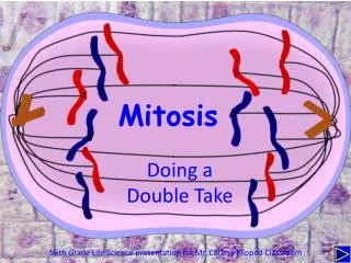 Mitosis