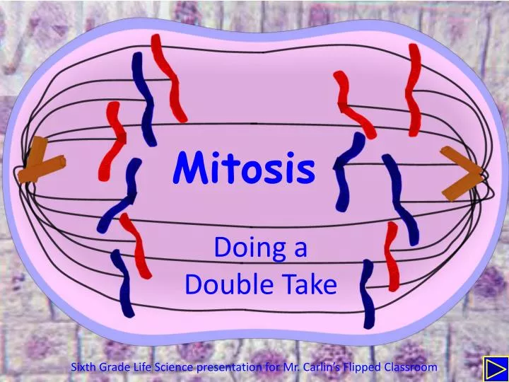 mitosis