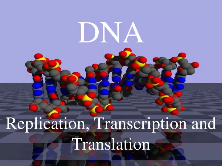 dna replication transcription and translation
