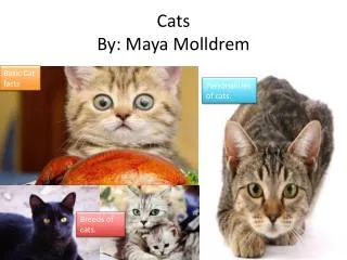 Cats By: Maya Molldrem