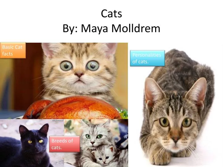 cats by maya molldrem