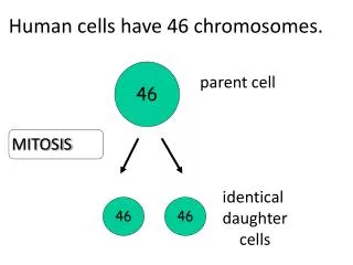 Human cells have 46 chromosomes.
