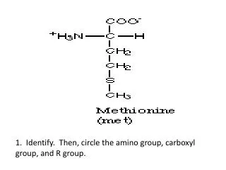 1. Identify. Then, circle the amino group, carboxyl group, and R group.