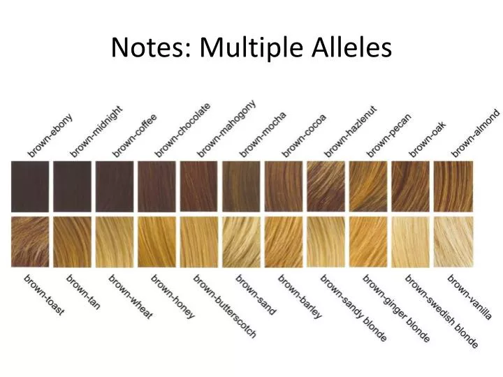 notes multiple alleles