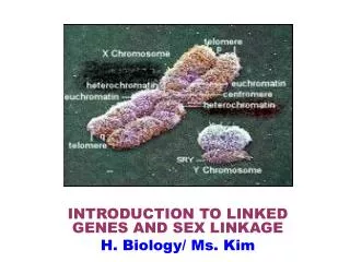 INTRODUCTION TO LINKED GENES AND SEX LINKAGE H. Biology/ Ms. Kim