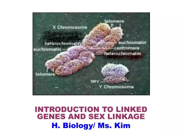 introduction to linked genes and sex linkage h biology ms kim