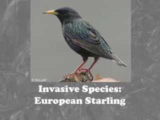 Invasive Species: European Starling