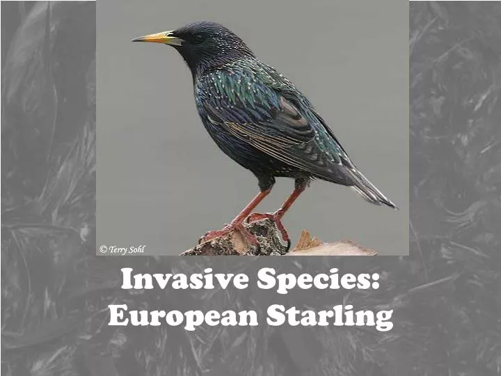 invasive species european starling