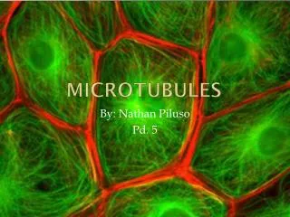 MicrotubUles