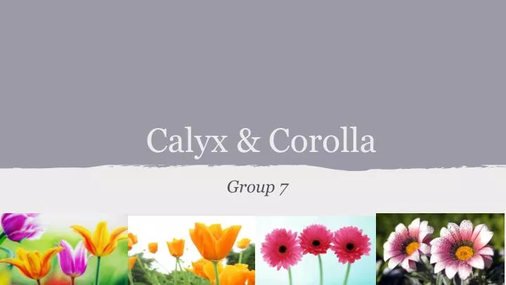 calyx corolla
