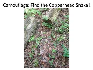 Camouflage: Find the Copperhead Snake!