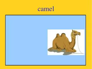 camel