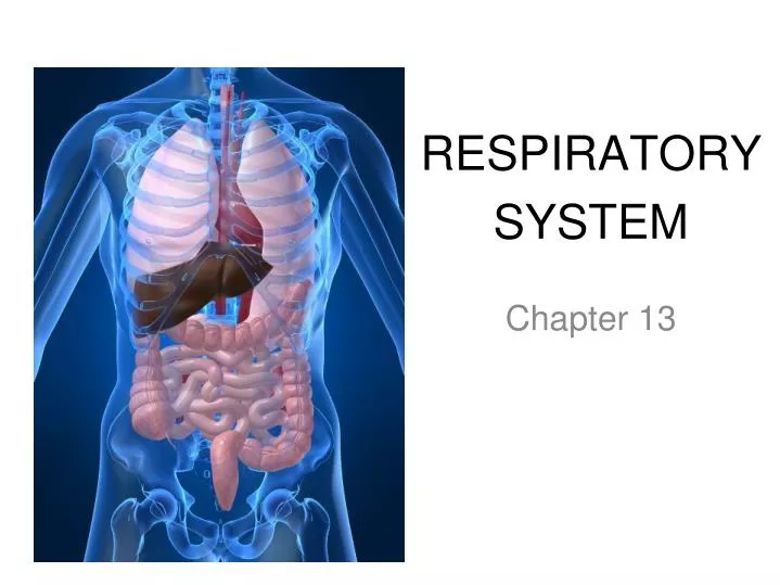 respiratory system