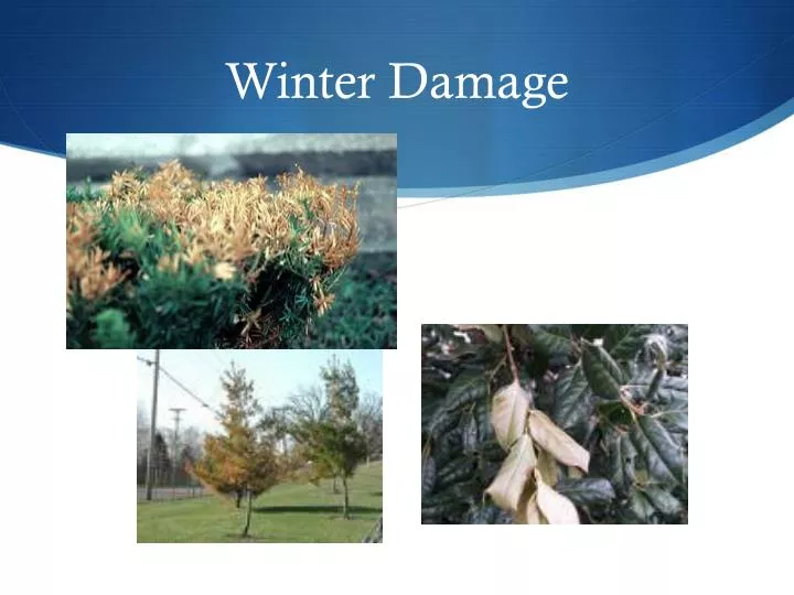 winter damage