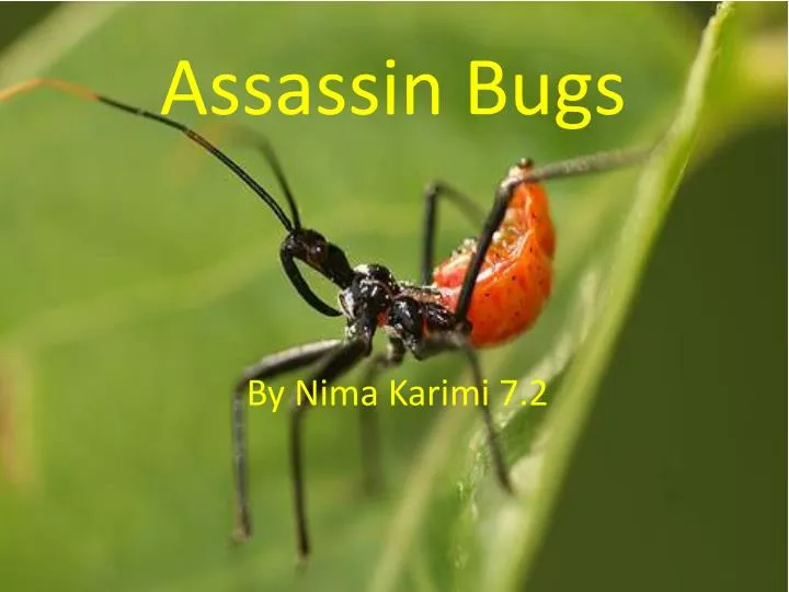 assassin bugs