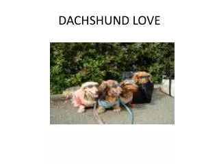 DACHSHUND LOVE
