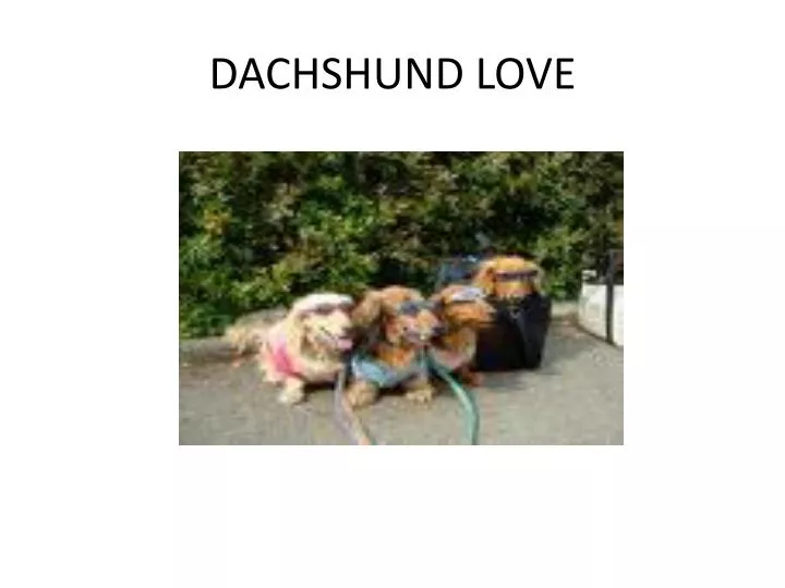 dachshund love