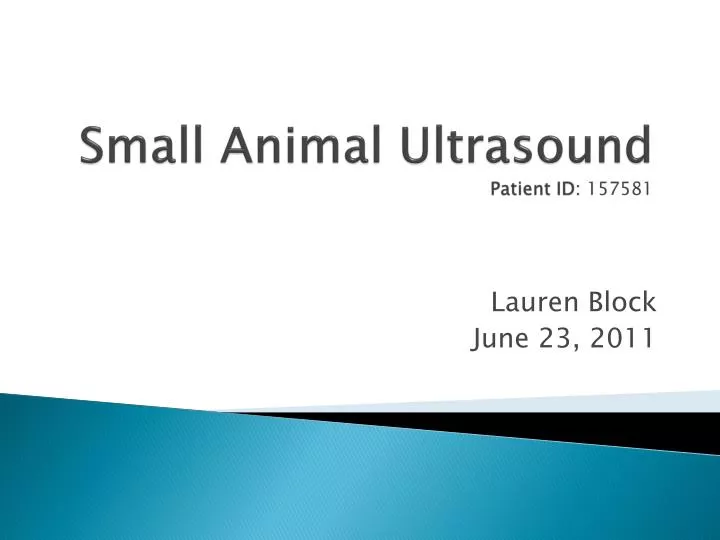 small animal ultrasound patient id 157581