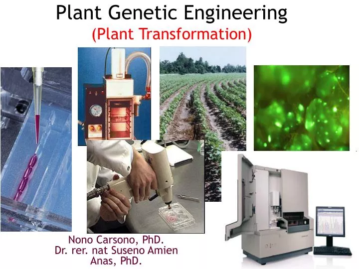 plant genetic engineering plant transformation