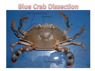 Blue Crab Dissection