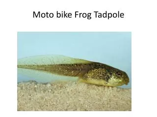 Moto bike Frog Tadpole