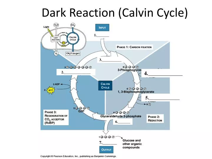dark reaction calvin cycle