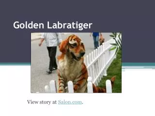 Golden Labratiger