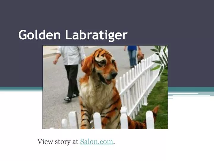 golden labratiger