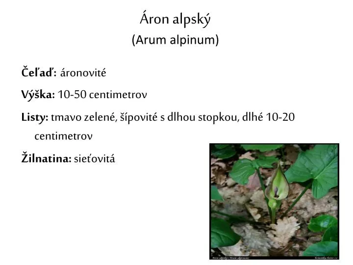 ron alpsk arum alpinum