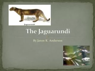 The Jaguarundi