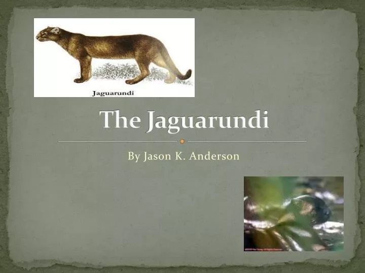 the jaguarundi