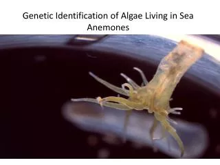 Genetic Identification of Algae Living in Sea Anemones