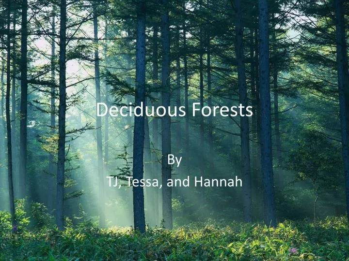 deciduous forests