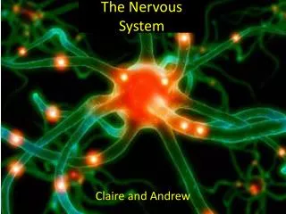 The Nervous System