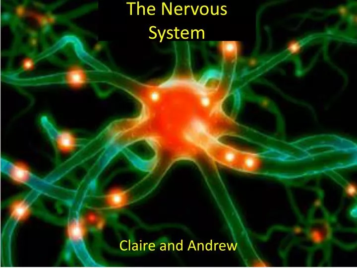 the nervous system