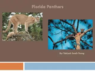 Florida Panthers