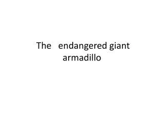 The endangered giant armadillo