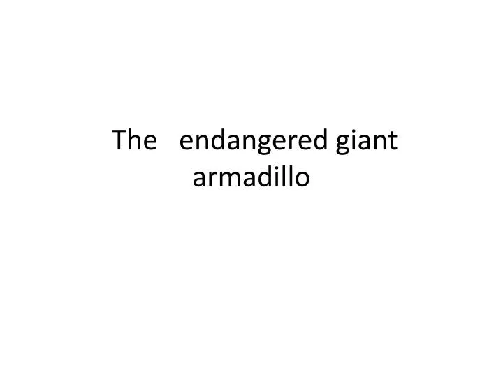 the endangered giant armadillo