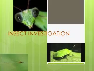 INSECT INVESTIGATION