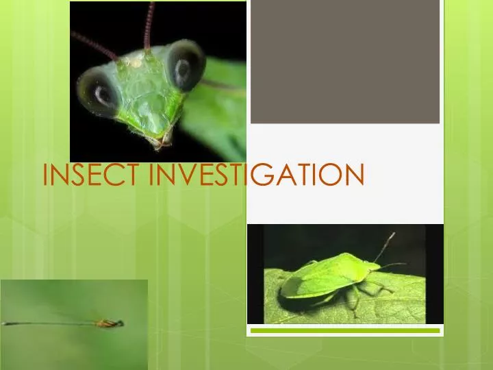 insect investigation