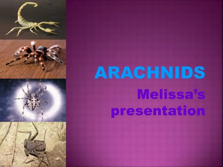 arachnids