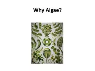 Why Algae?