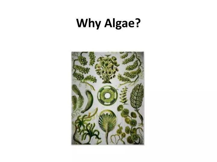 why algae