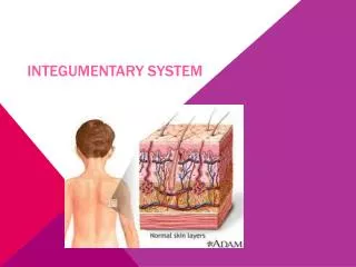 integumentary system