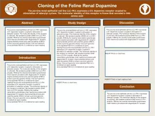 Cloning of the Feline Renal Dopamine